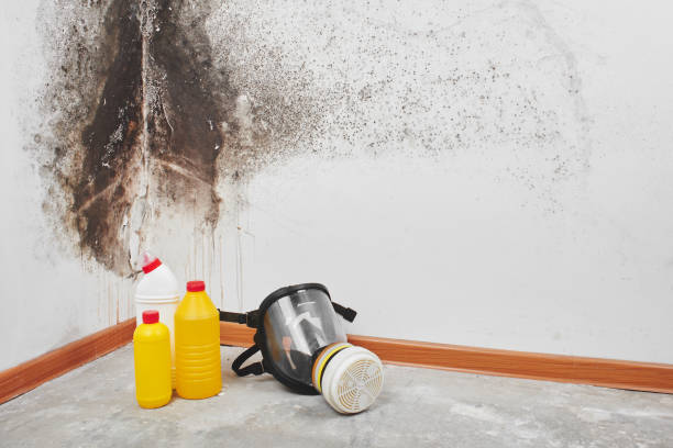Best Office Mold Removal Services  in Burien, WA