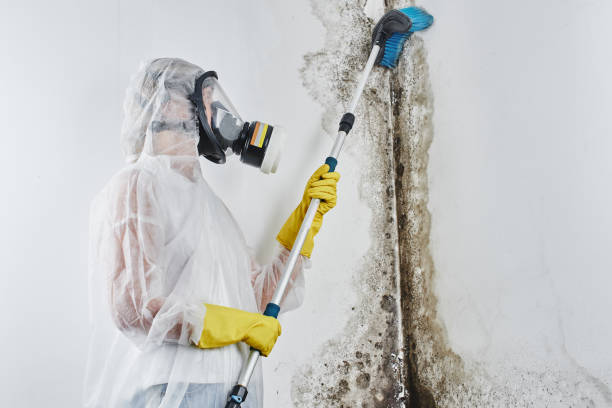 Best Mold Cleaning Services  in Burien, WA