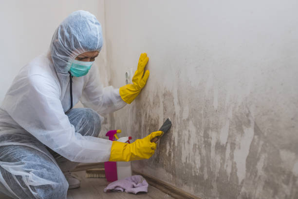 Best Mold Remediation  in Burien, WA