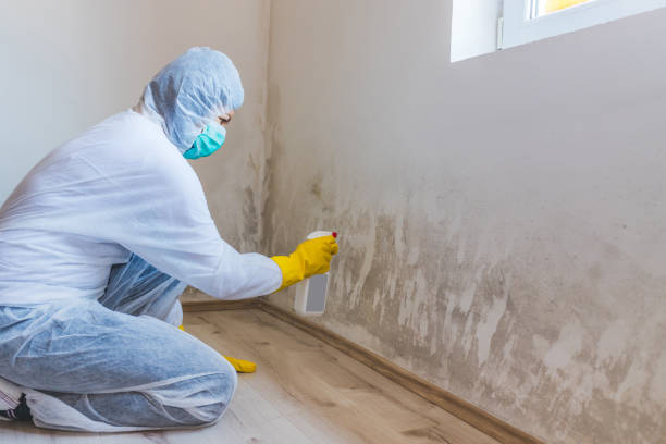 Best Toxic Mold Removal  in Burien, WA