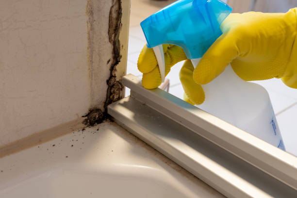 Best Black Mold Removal  in Burien, WA