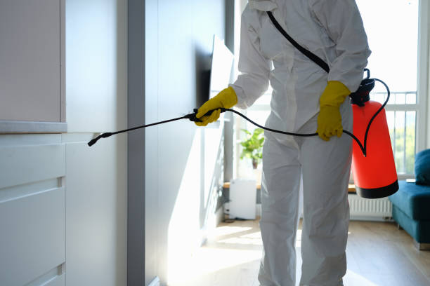 Best Best Mold Removal Companies  in Burien, WA