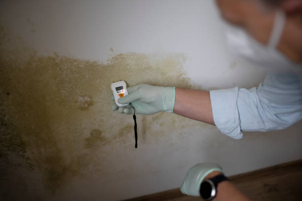 Best Mold Removal Company Near Me  in Burien, WA
