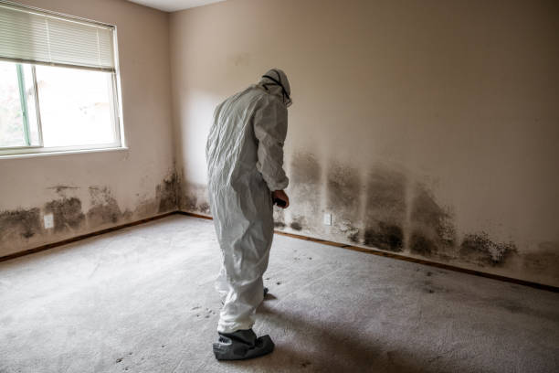 Best Affordable Mold Removal  in Burien, WA