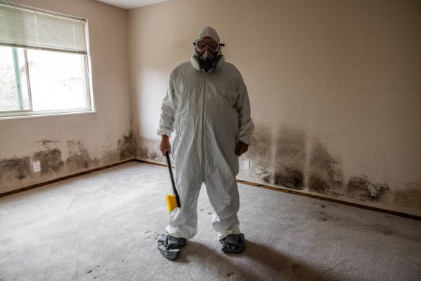 Best Certified Mold Removal  in Burien, WA