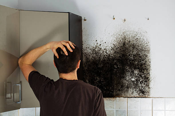 Best Attic Mold Removal  in Burien, WA