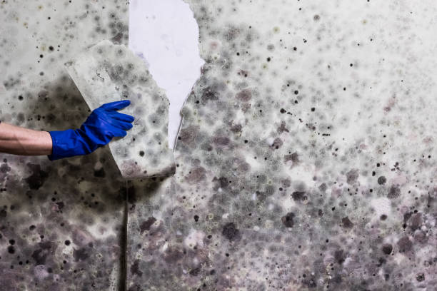 Reliable Burien, WA Mold Removal Solutions
